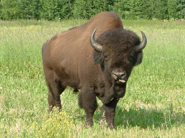 Photo of Bison bison by Cris Guppy